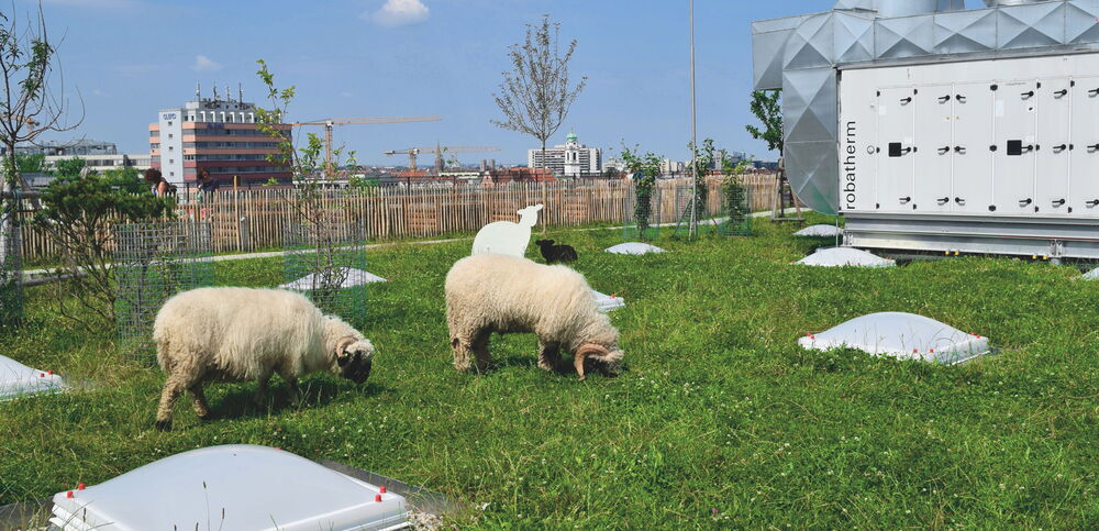 Ländliche Idylle mitten in München: die Dachfläche von Werk3, Herzstück des neuen Werksviertels.